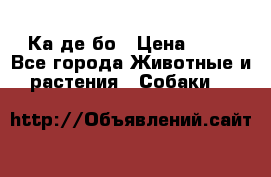 Ка де бо › Цена ­ 25 - Все города Животные и растения » Собаки   